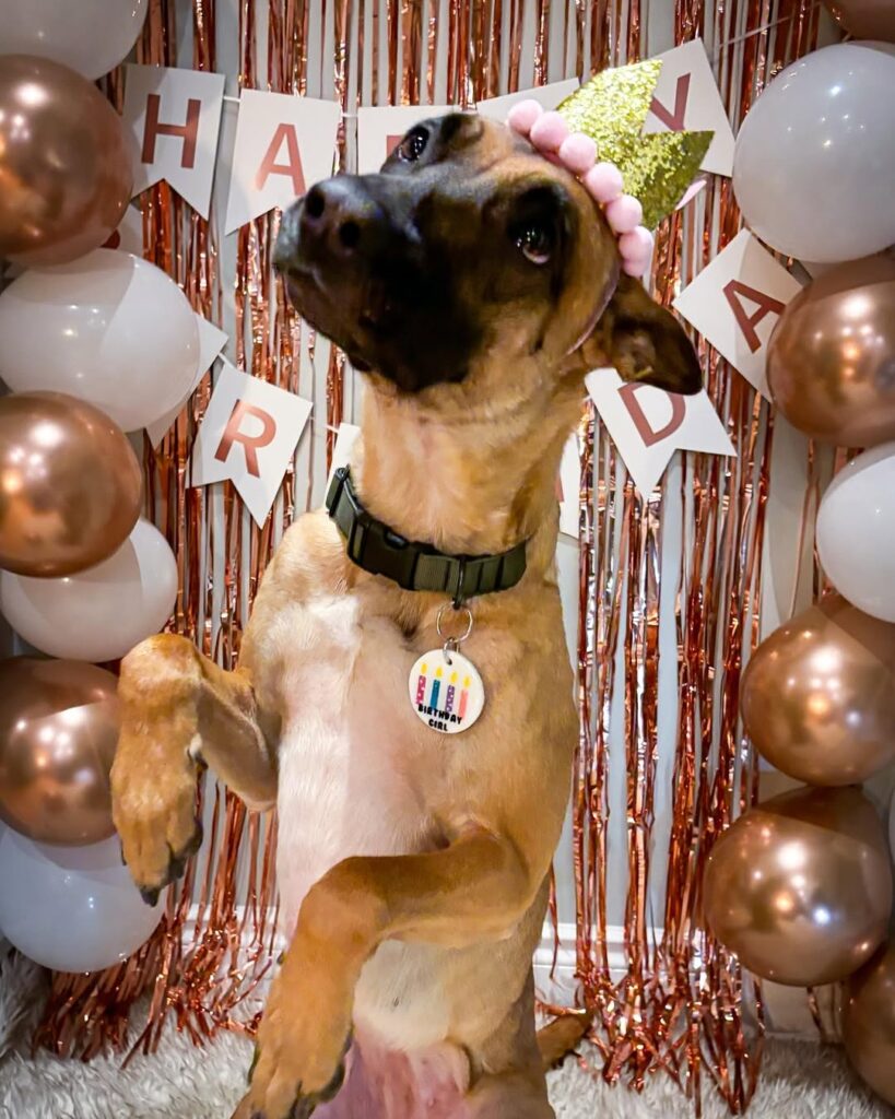 05 dog themed birthday party ideas